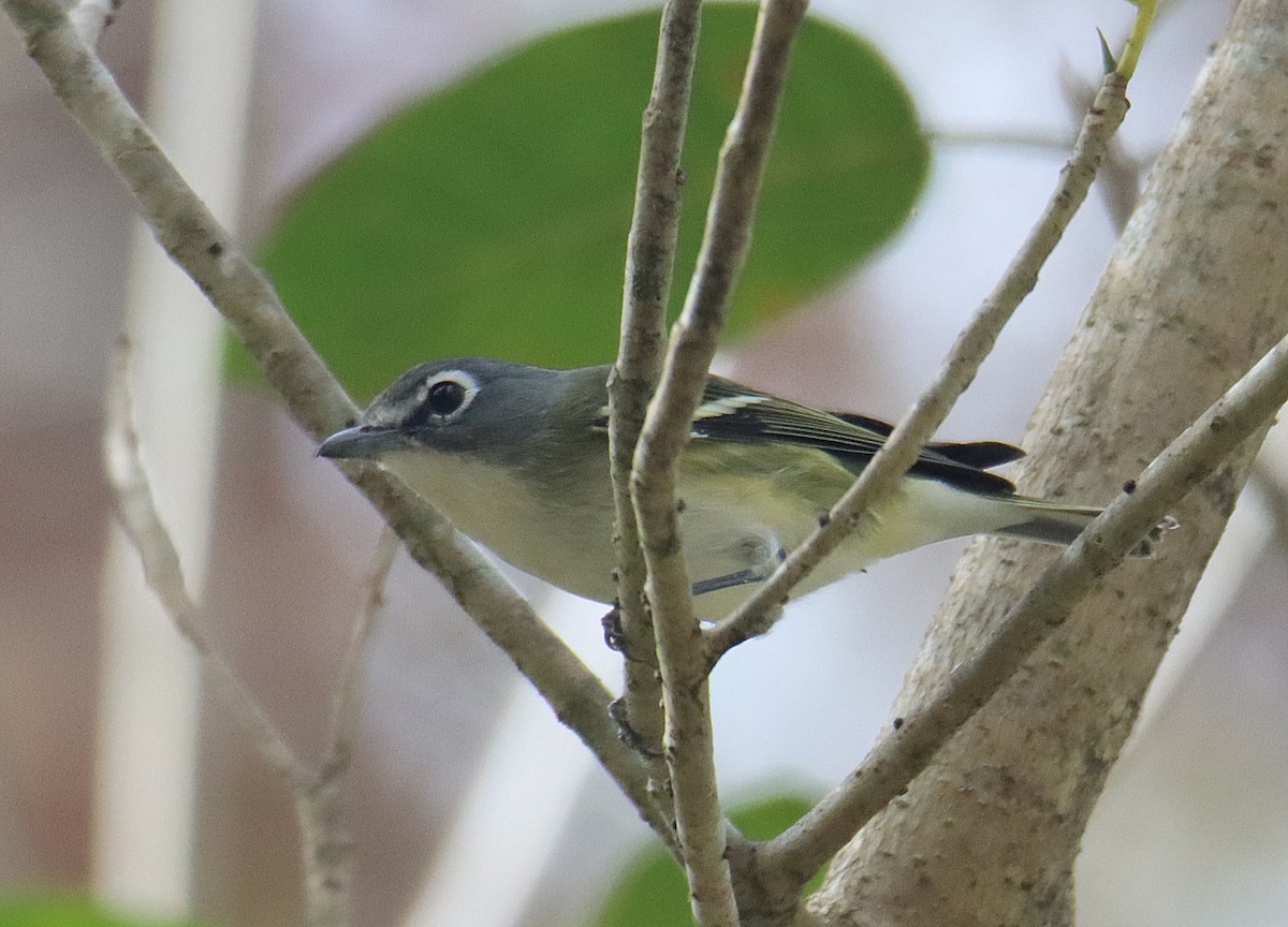 Blue-headed Vireo - ML646760763