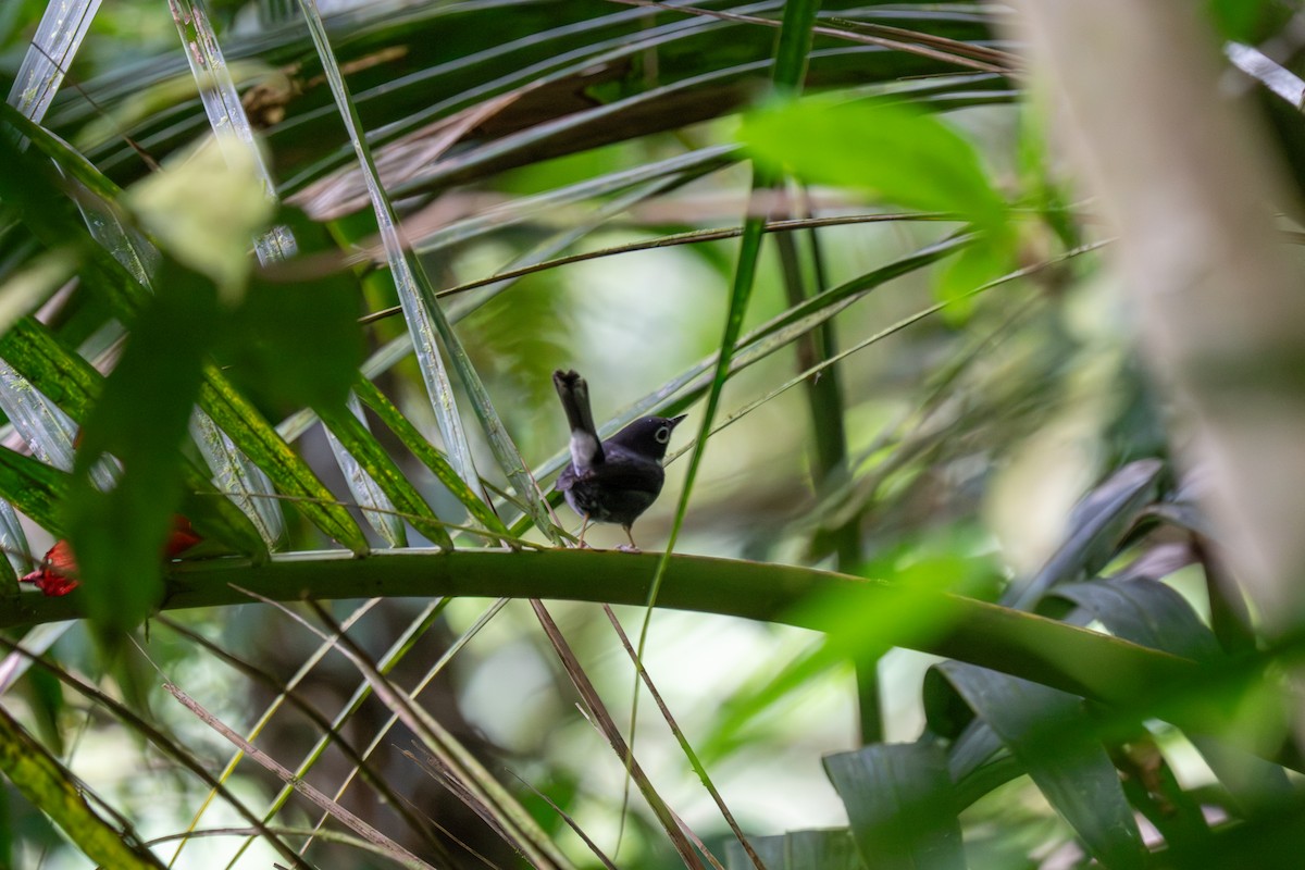 Whistling Warbler - ML646760765