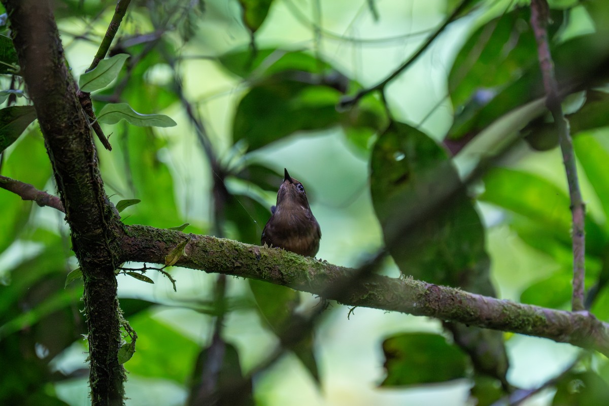 Whistling Warbler - ML646760766