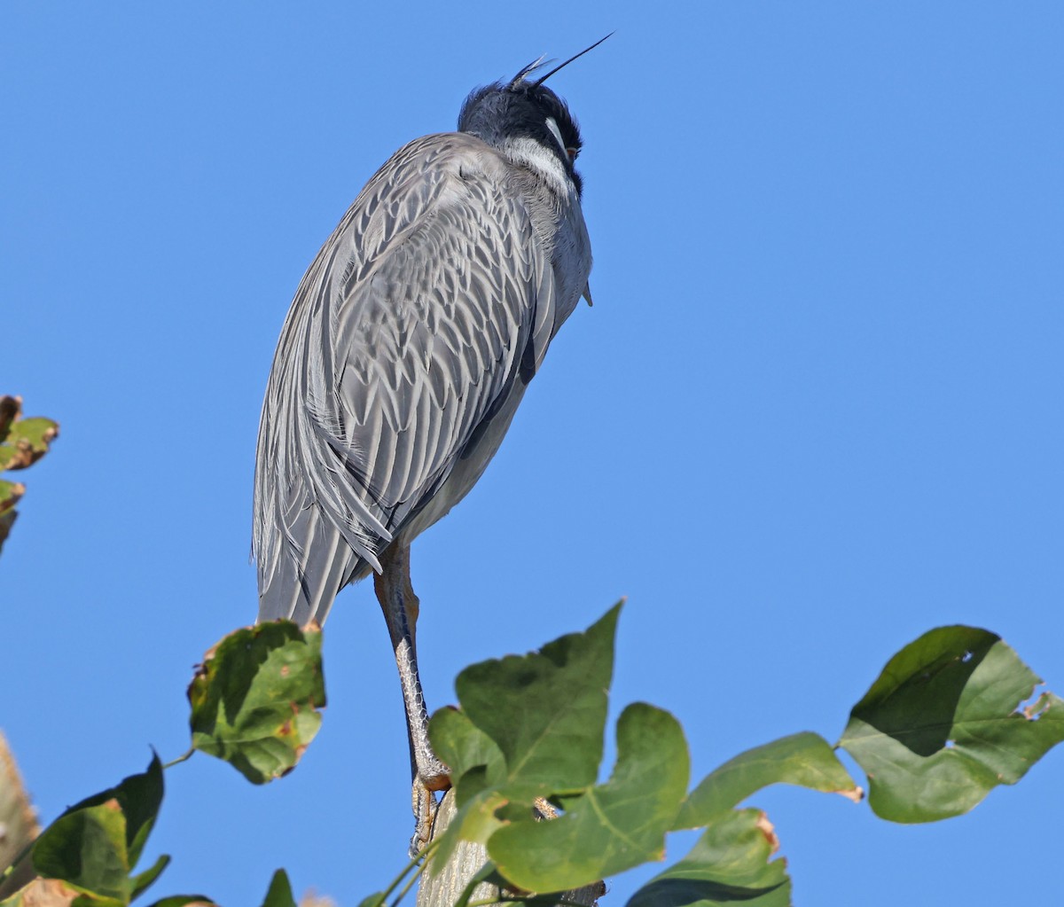 kvakoš žlutočelý - ML646760768