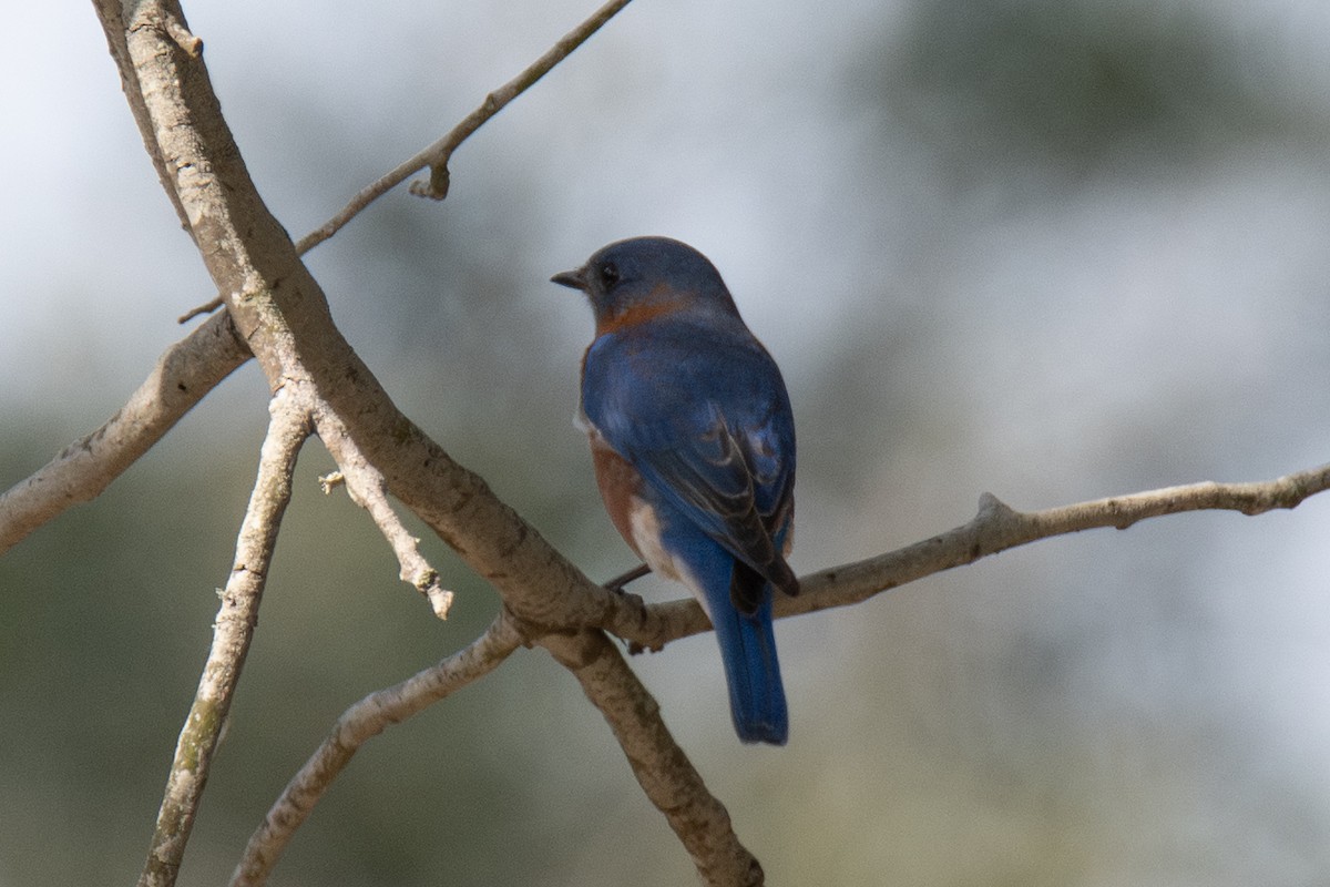 Eastern Bluebird - ML646760769