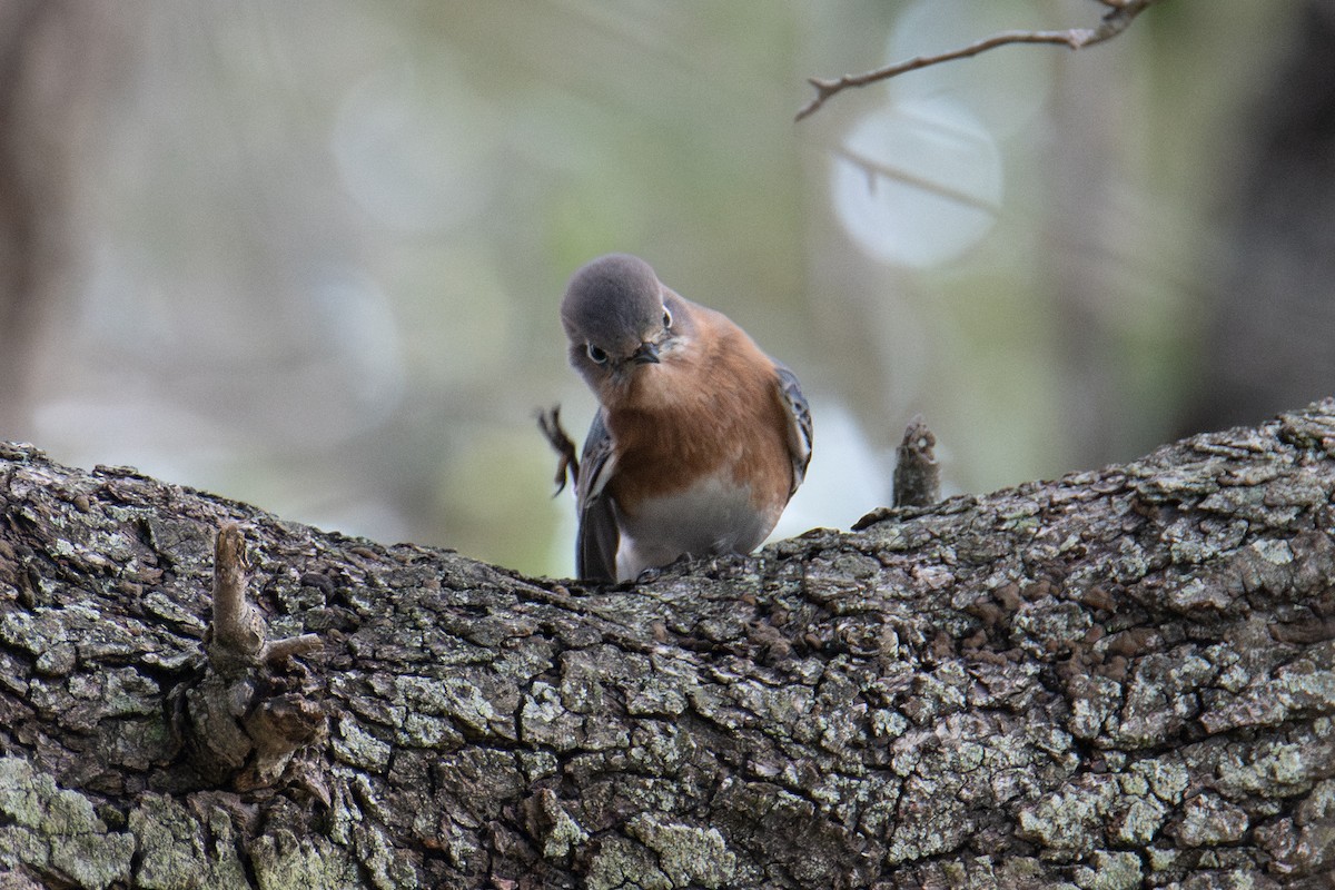 Eastern Bluebird - ML646760770