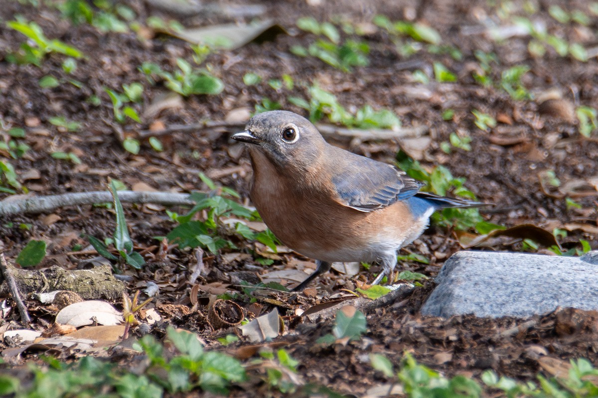 Eastern Bluebird - ML646760771