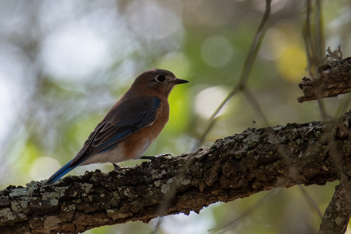 Eastern Bluebird - ML646760772