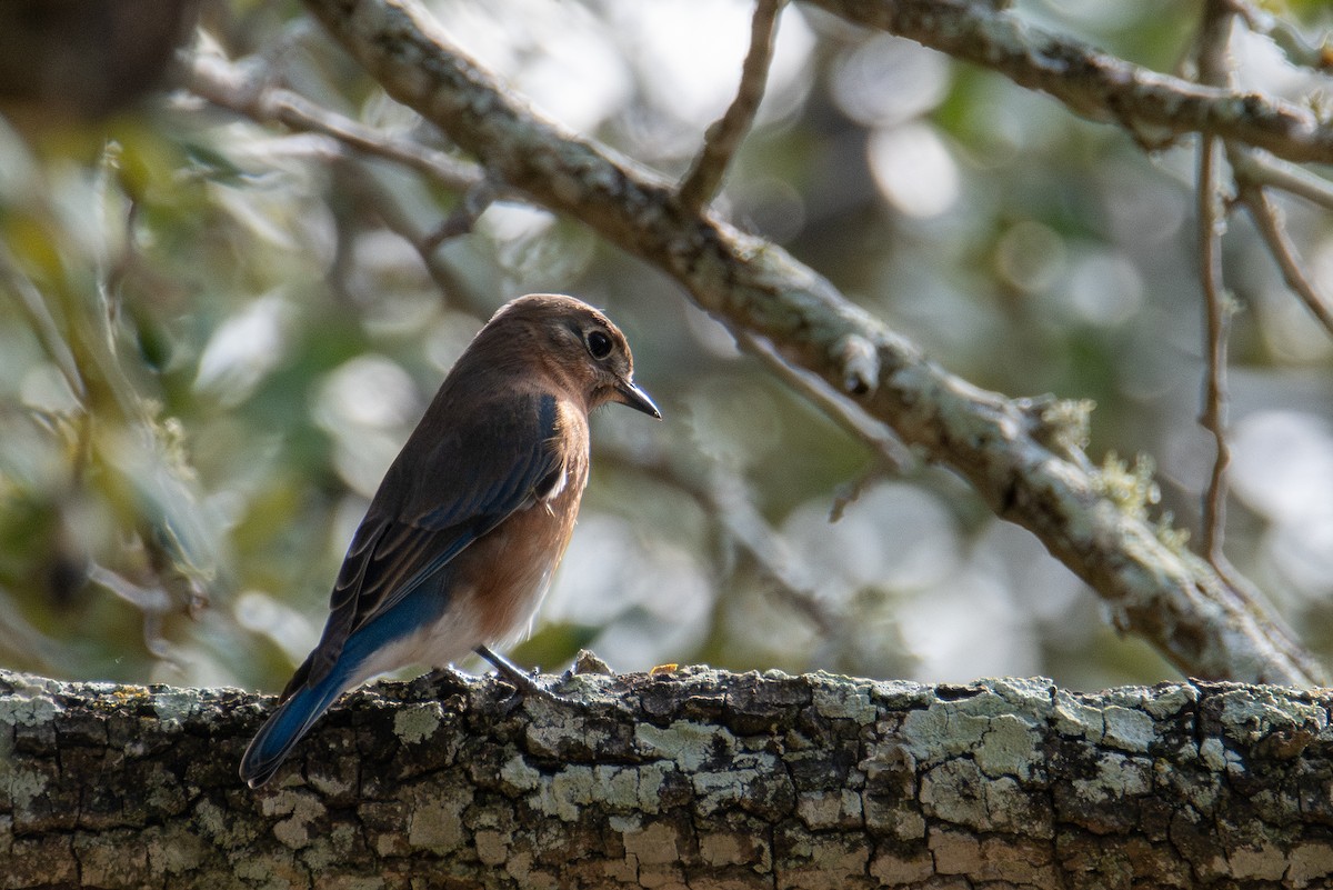 Eastern Bluebird - ML646760773
