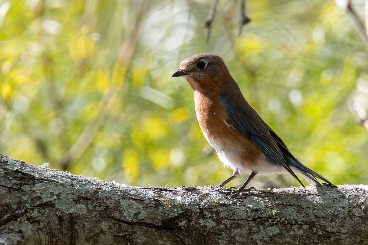 Eastern Bluebird - ML646760774