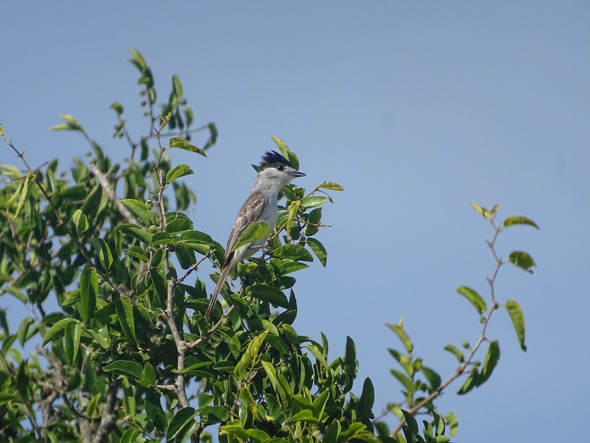 White-naped Xenopsaris - ML646760776