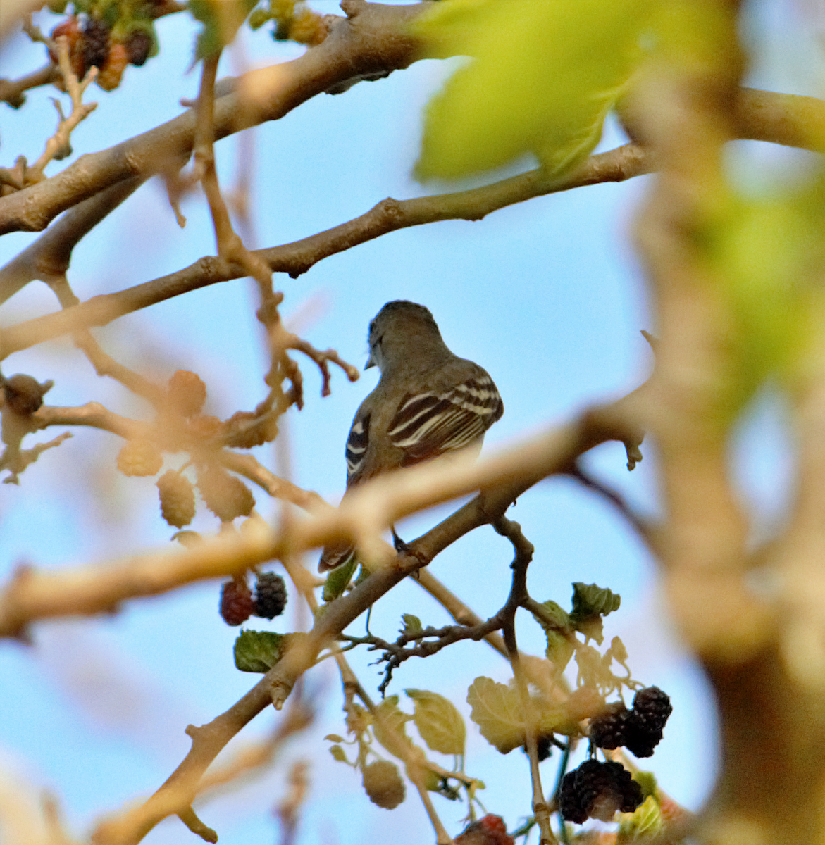 kortnebbelenia - ML646760777