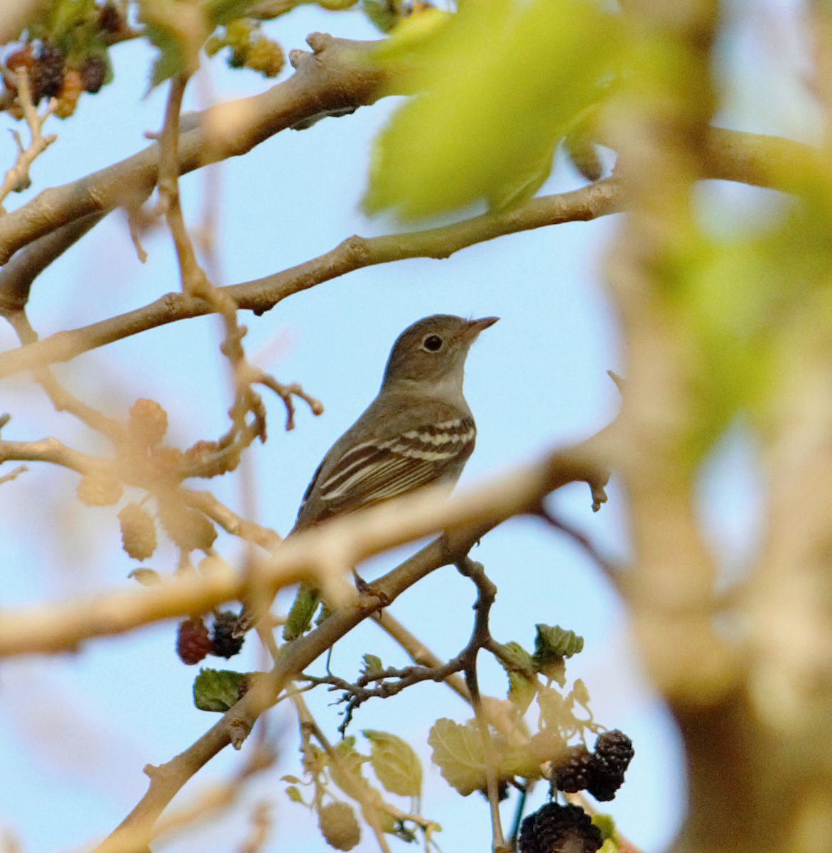 kortnebbelenia - ML646760778