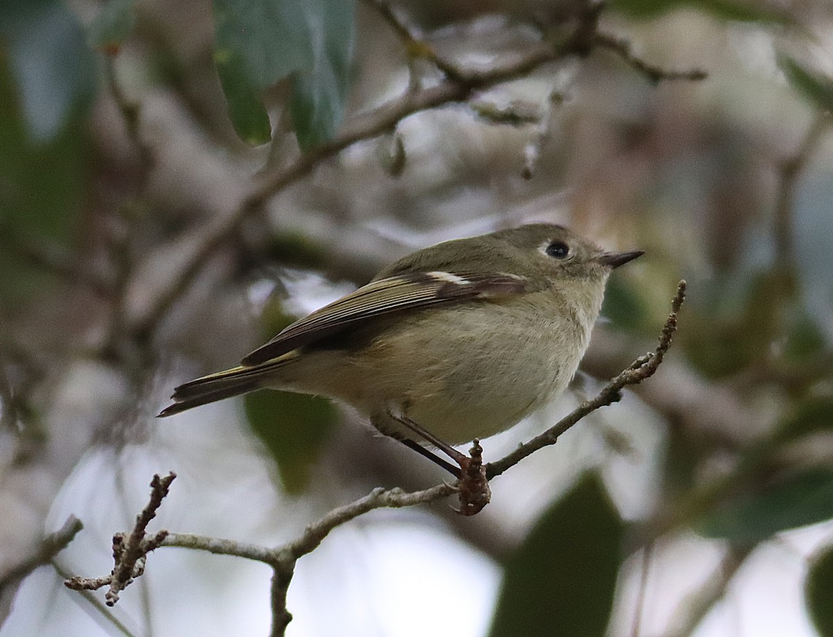 Ruby-crowned Kinglet - ML646760780