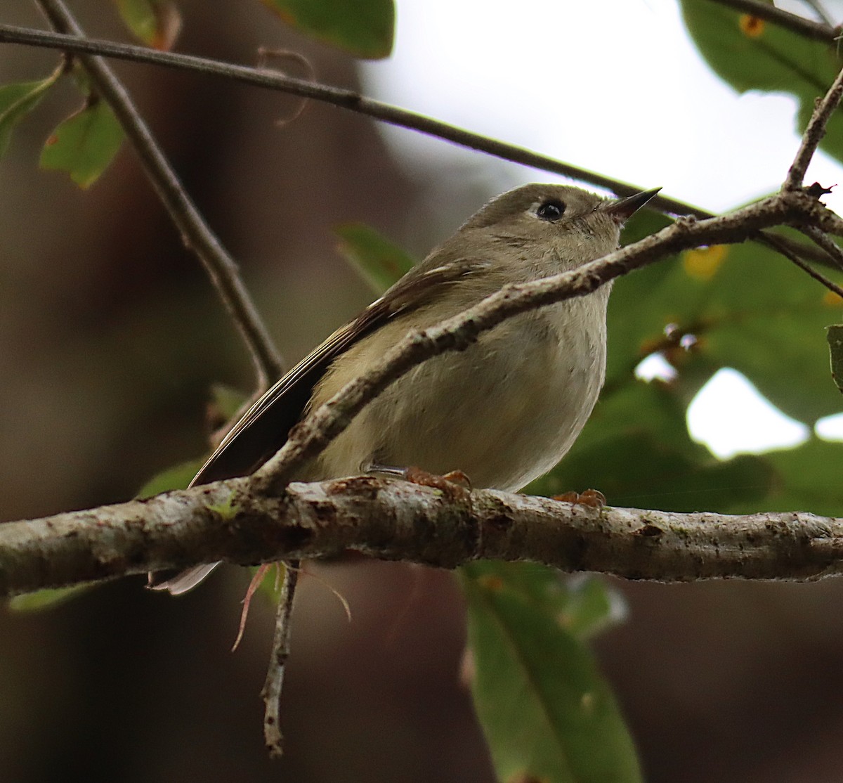 Ruby-crowned Kinglet - ML646760781