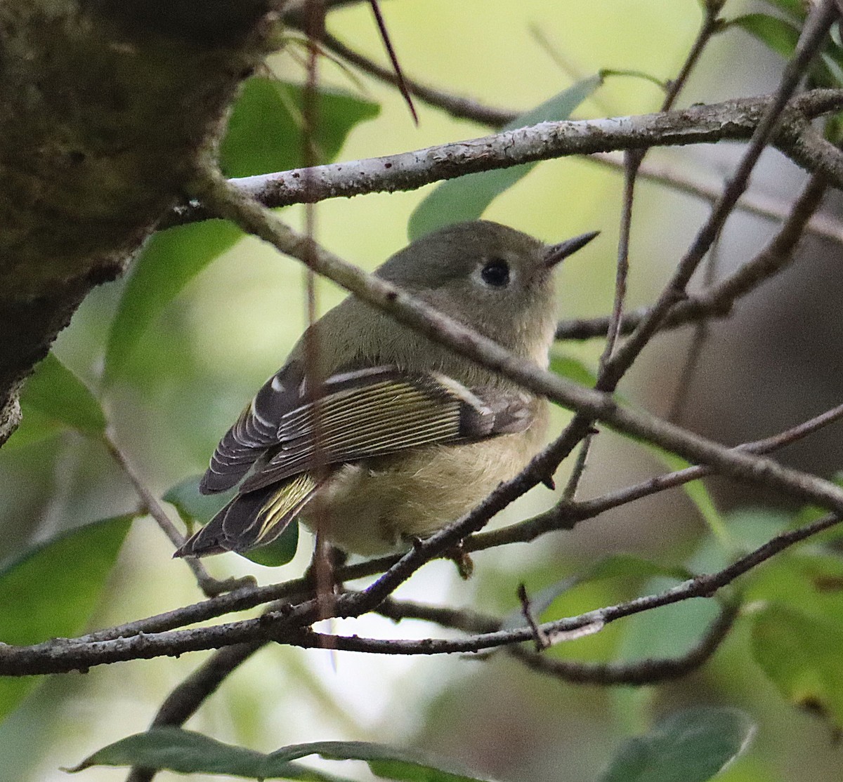 Ruby-crowned Kinglet - ML646760782