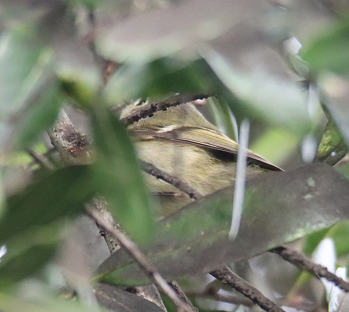 Ruby-crowned Kinglet - ML646760783