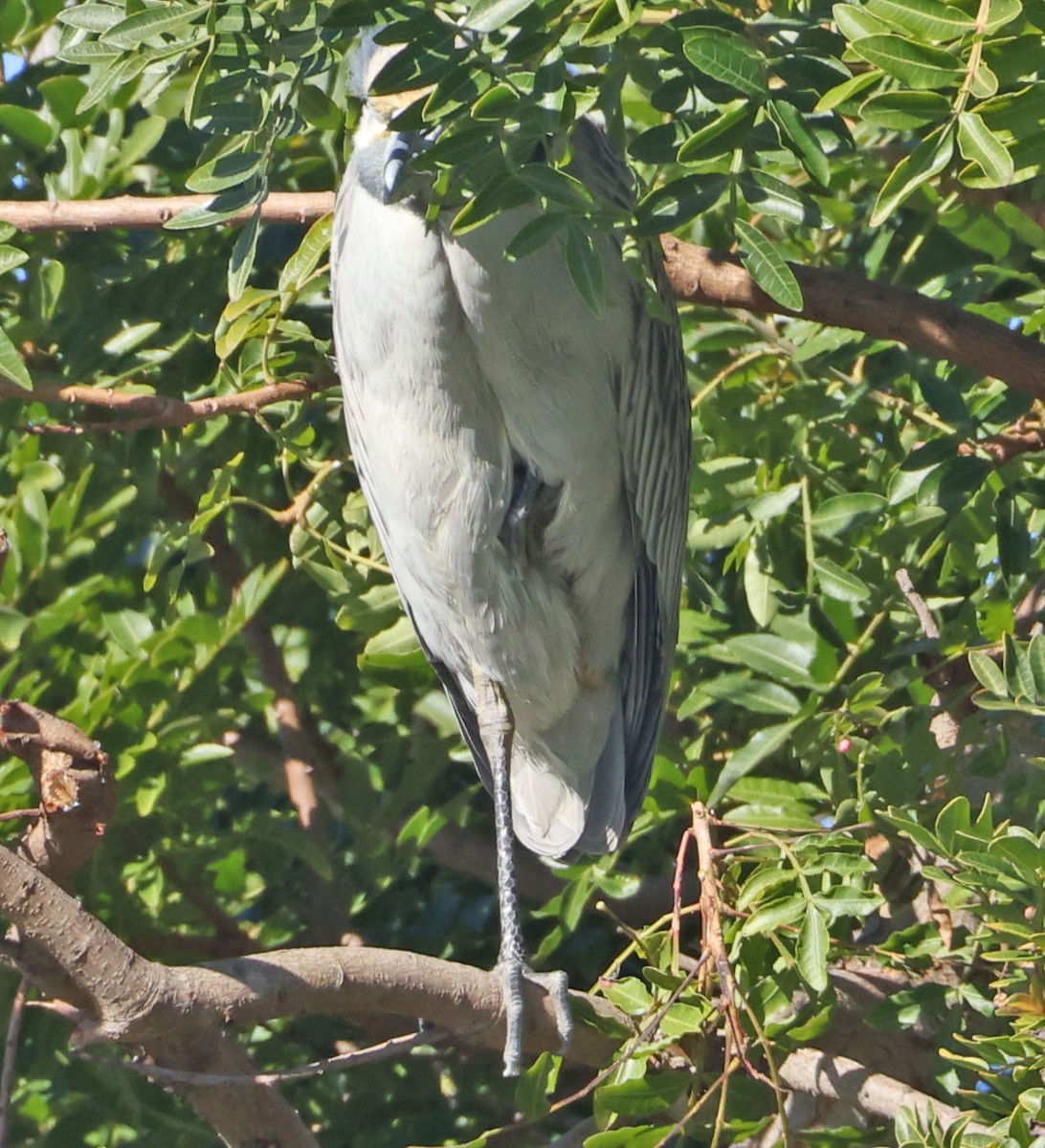 Black-crowned Night Heron - ML646760784