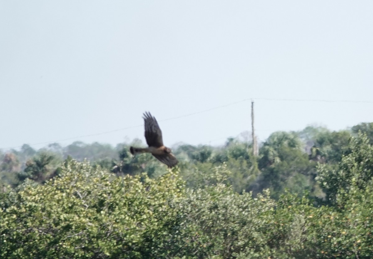 זרון אמריקני - ML646760788