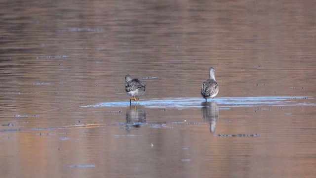 Kuliska hankahori handia - ML646760790