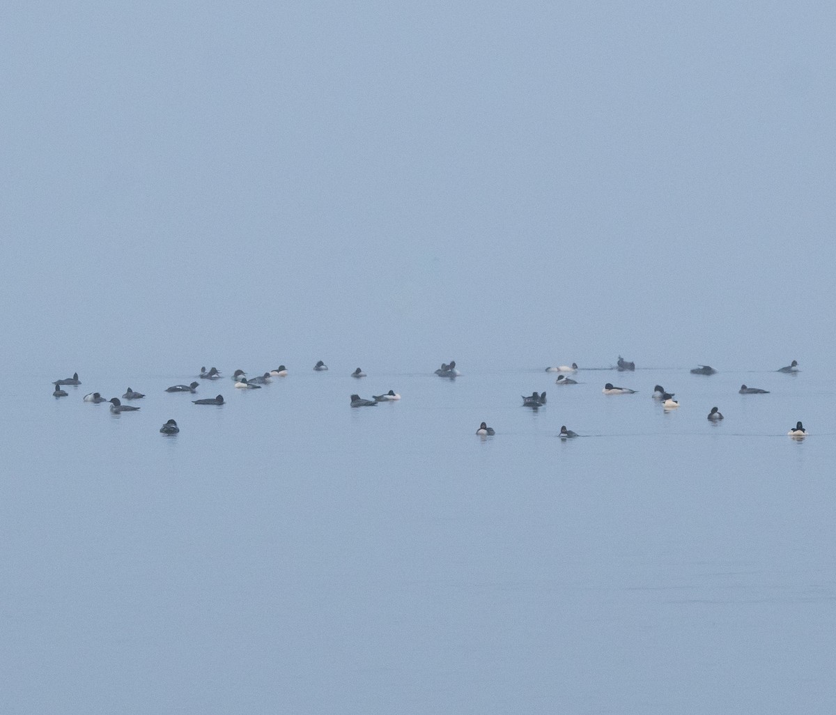 川秋沙 - ML646760791