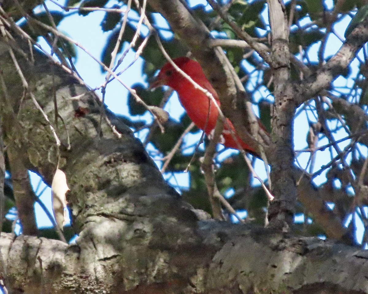 להבית אדומה - ML646760792