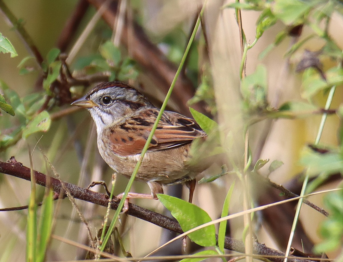 Swamp Sparrow - ML646760793