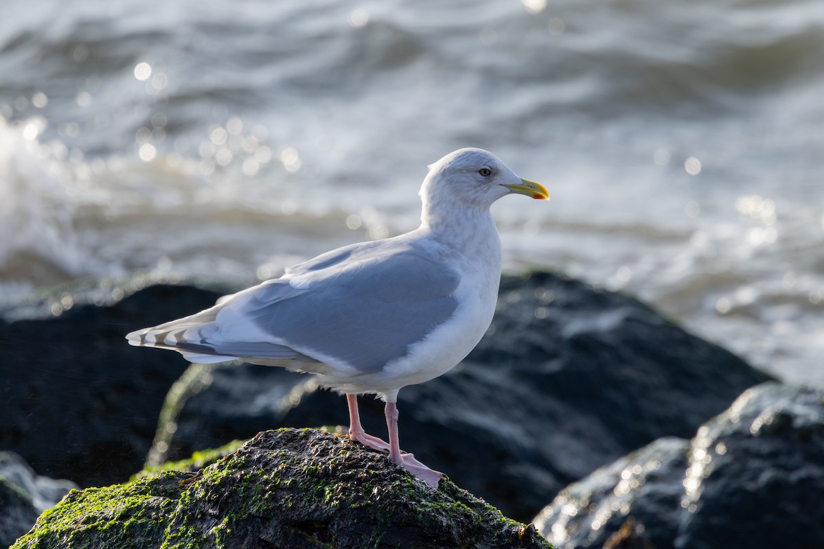 grønlandsmåke - ML646760794