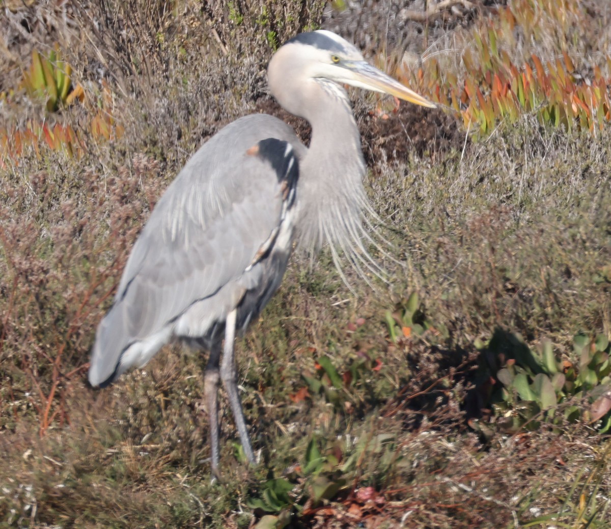 Great Blue Heron - ML646760796
