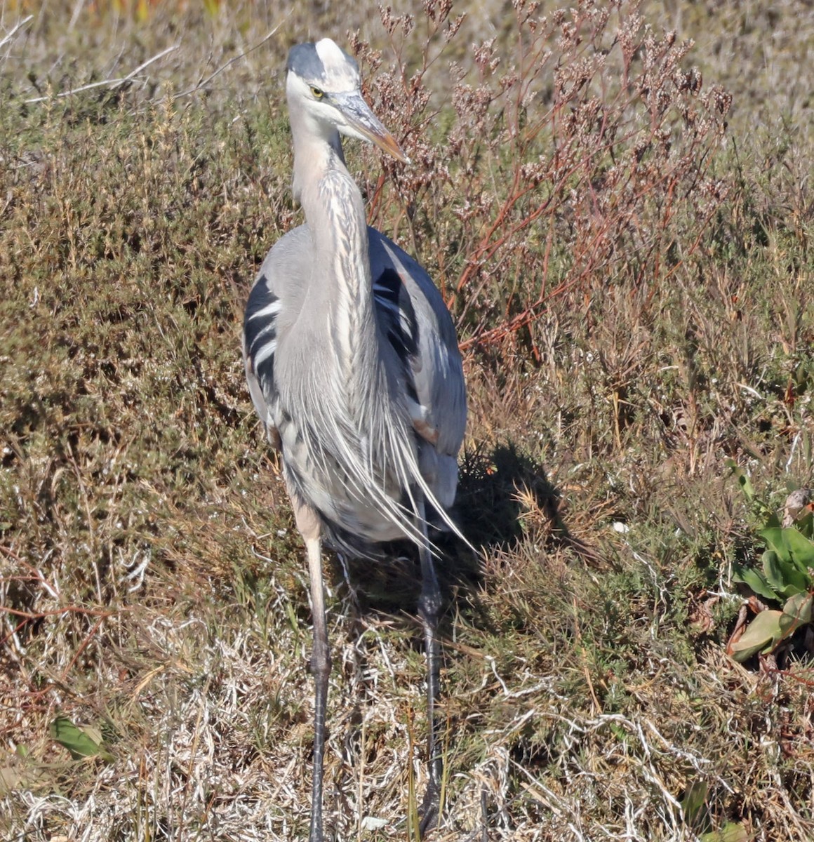 Great Blue Heron - ML646760797