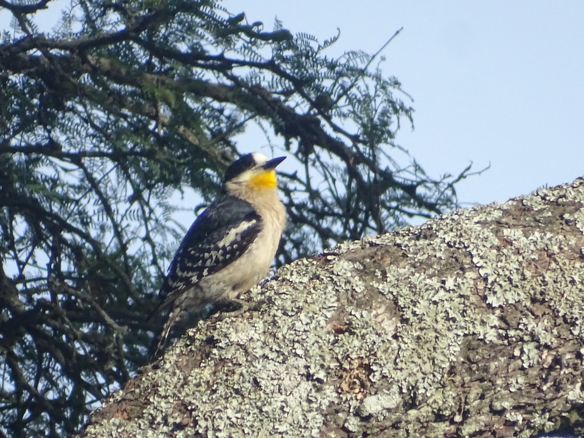 White-fronted Woodpecker - ML646760798