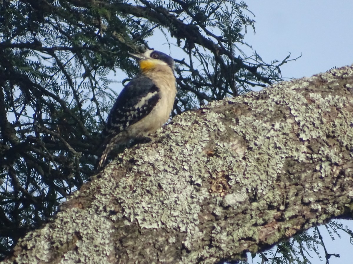 White-fronted Woodpecker - ML646760799
