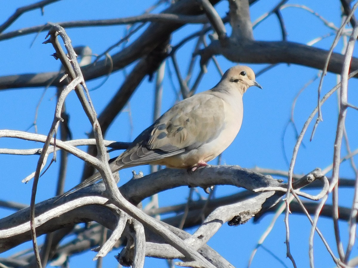 Mourning Dove - ML646760800