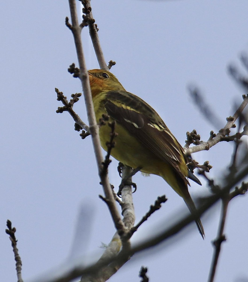 Western Tanager - ML646760801