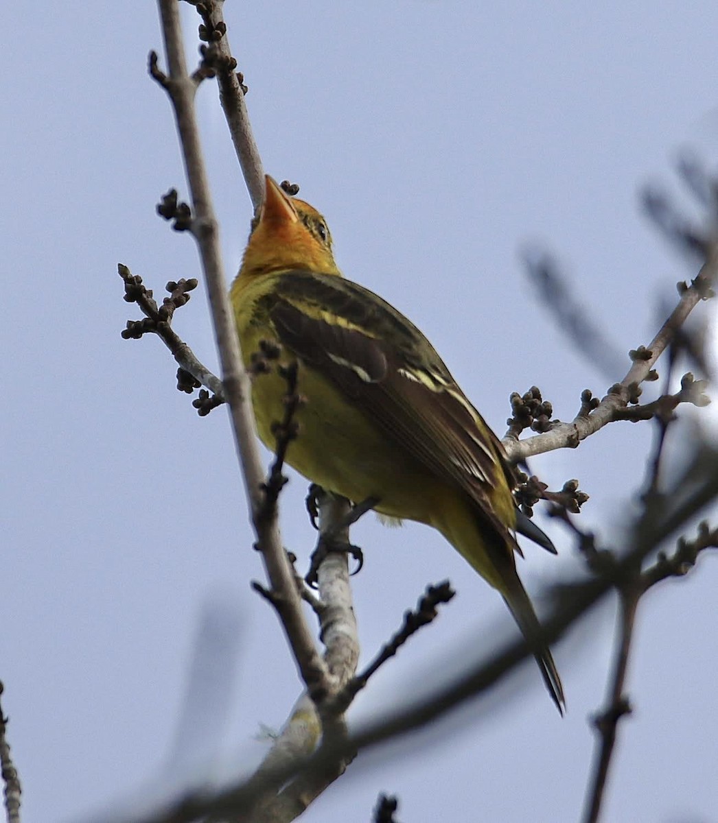 Western Tanager - ML646760802