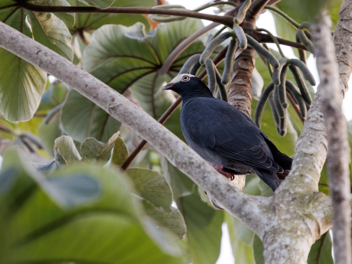 White-crowned Pigeon - ML646760803
