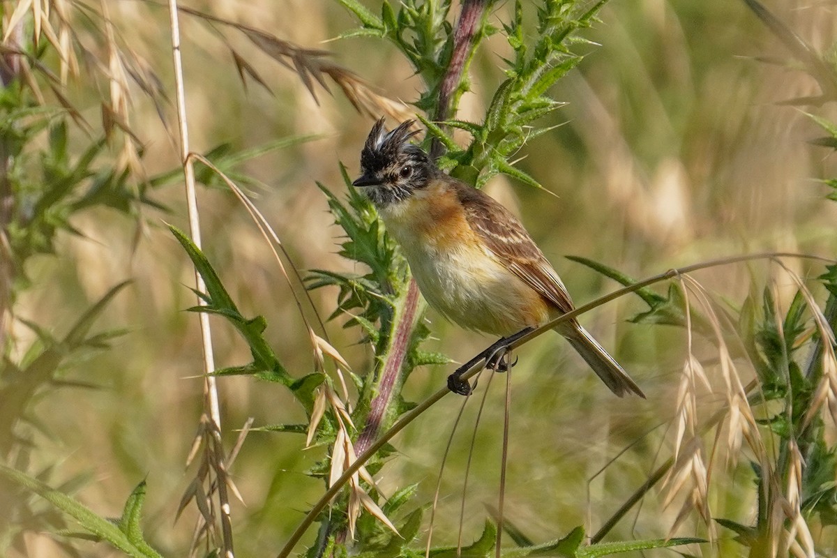 Bearded Tachuri - ML646760807