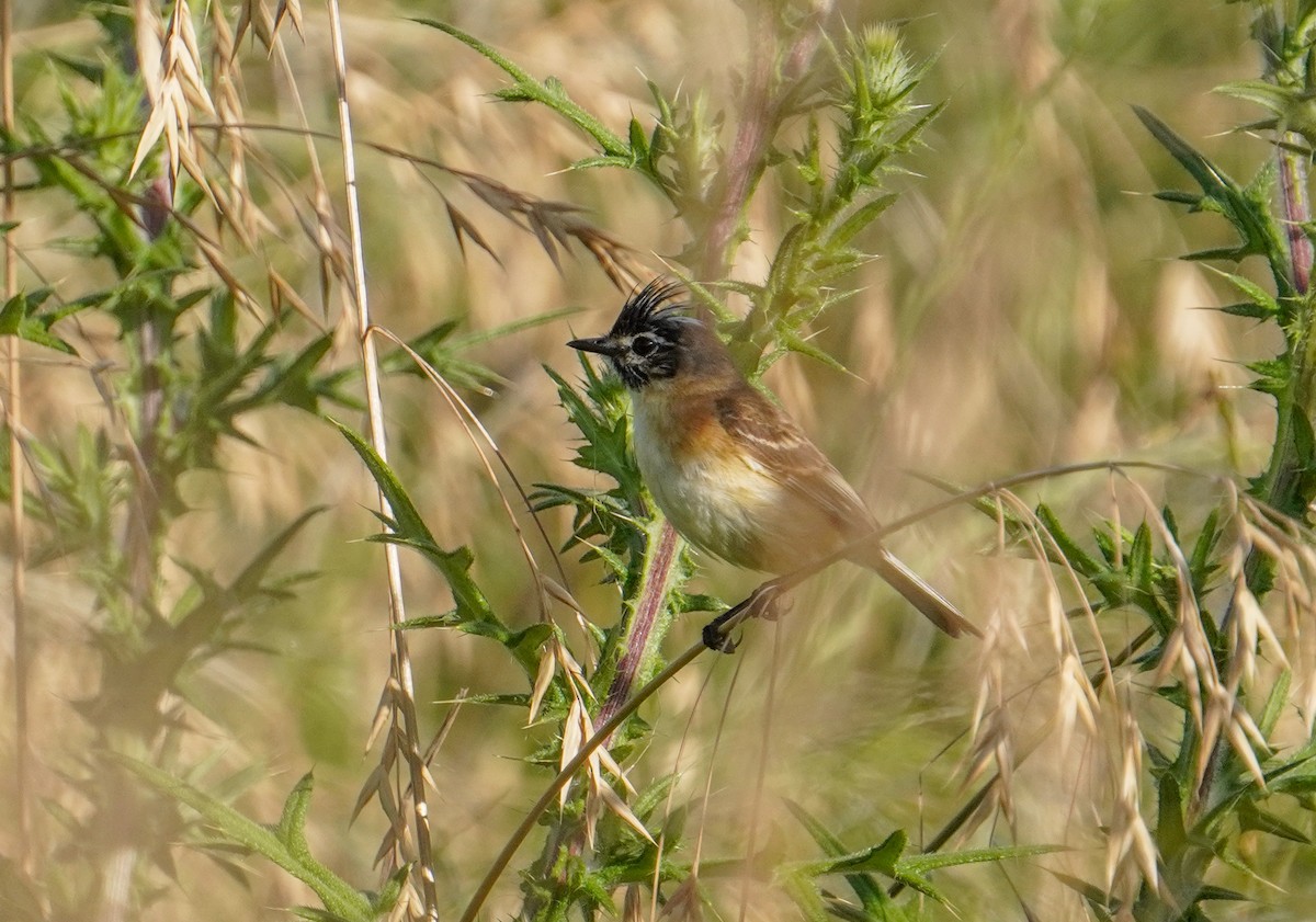 Bearded Tachuri - ML646760808