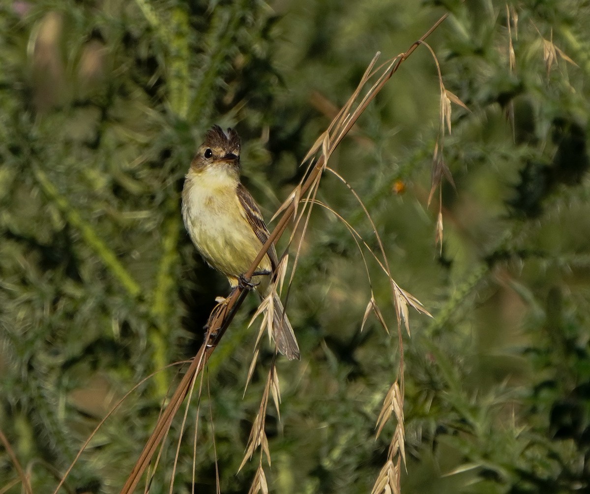 Bearded Tachuri - ML646760809