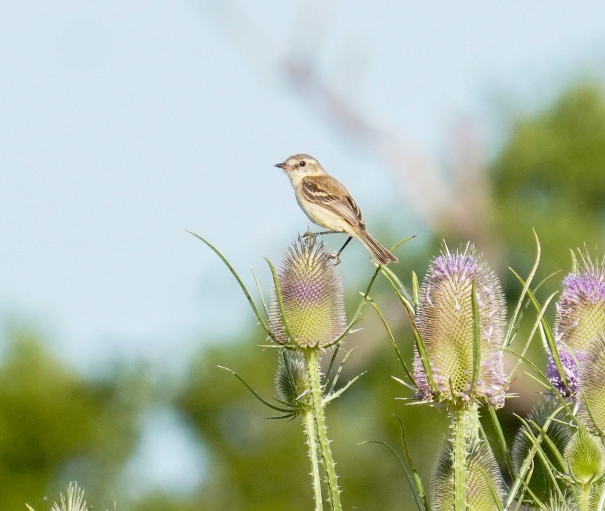Bearded Tachuri - ML646760810
