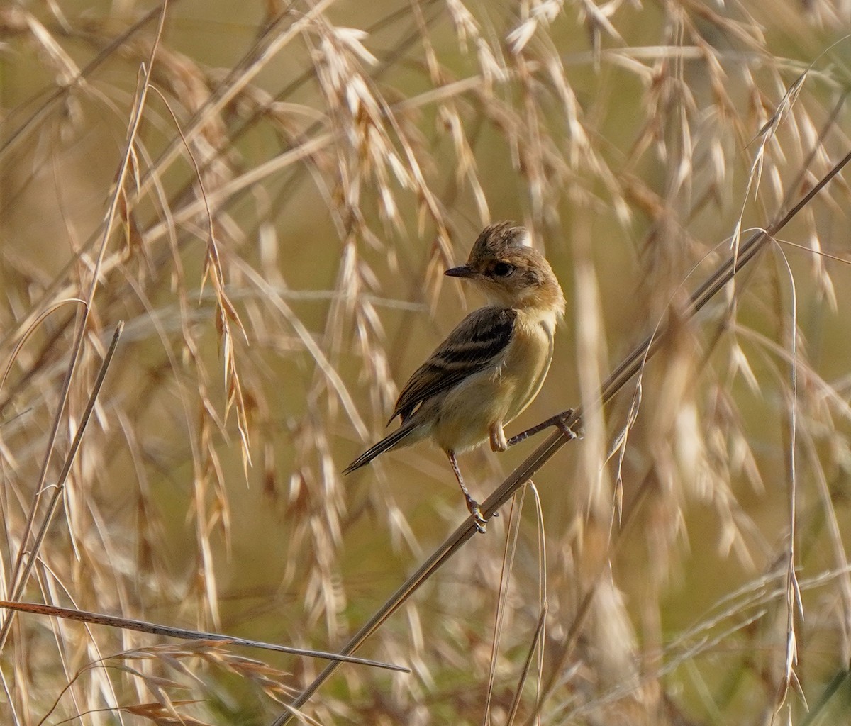 Bearded Tachuri - ML646760811