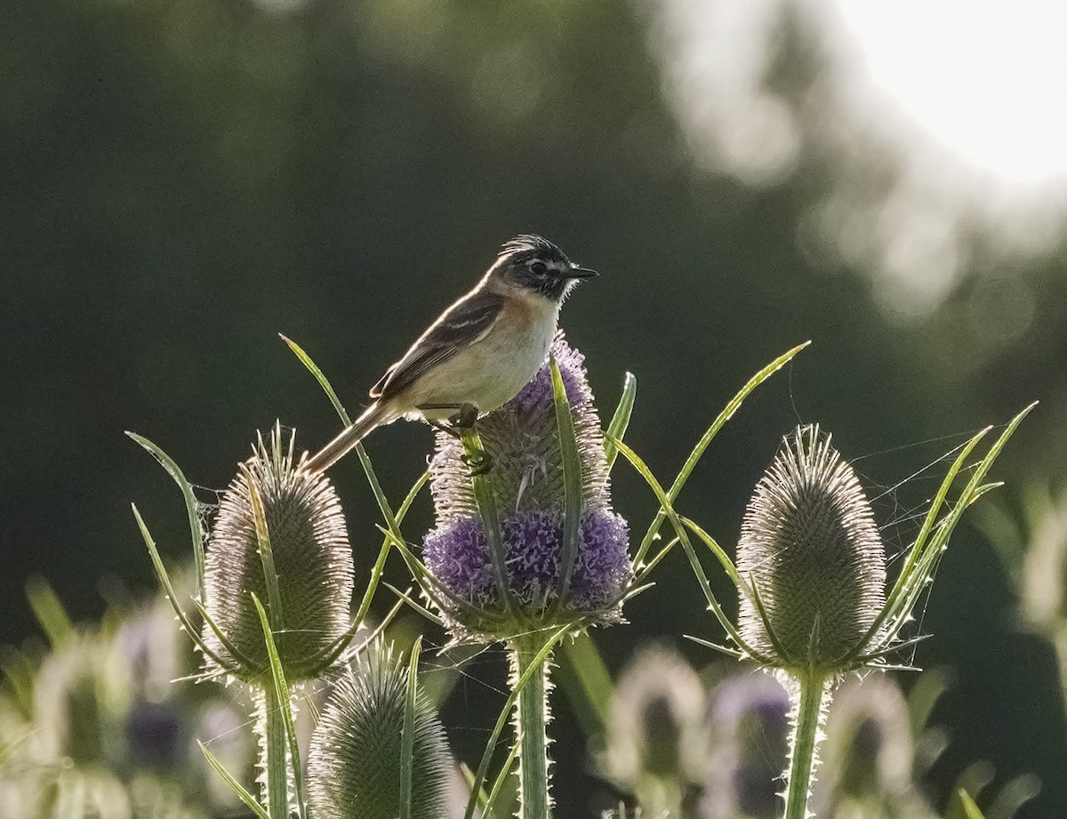 Bearded Tachuri - ML646760812
