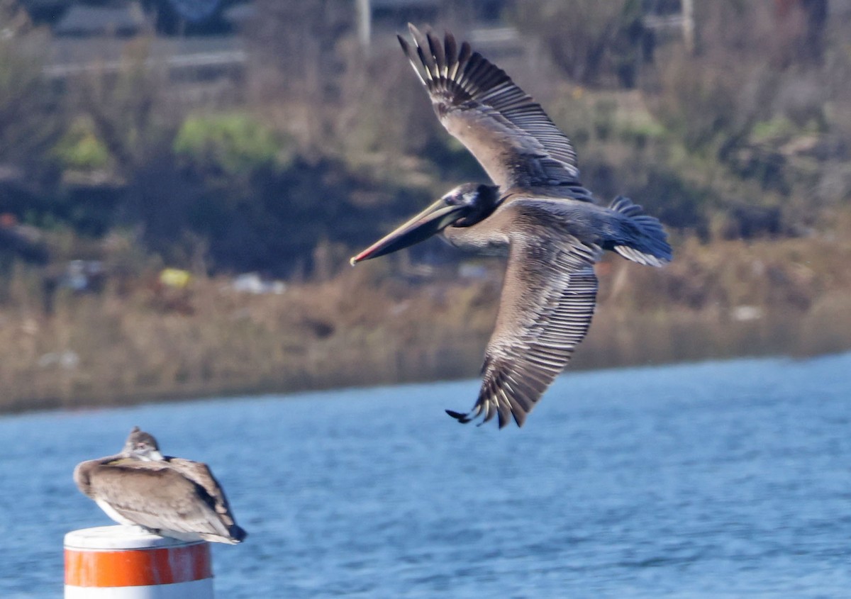 Brown Pelican - ML646760813