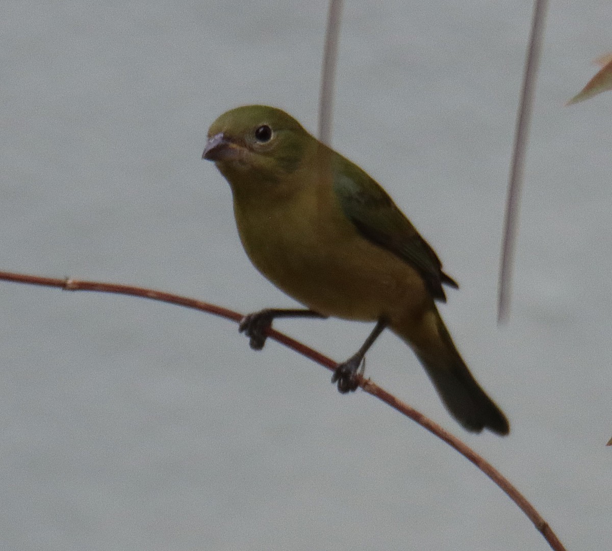 Painted Bunting - ML646760817