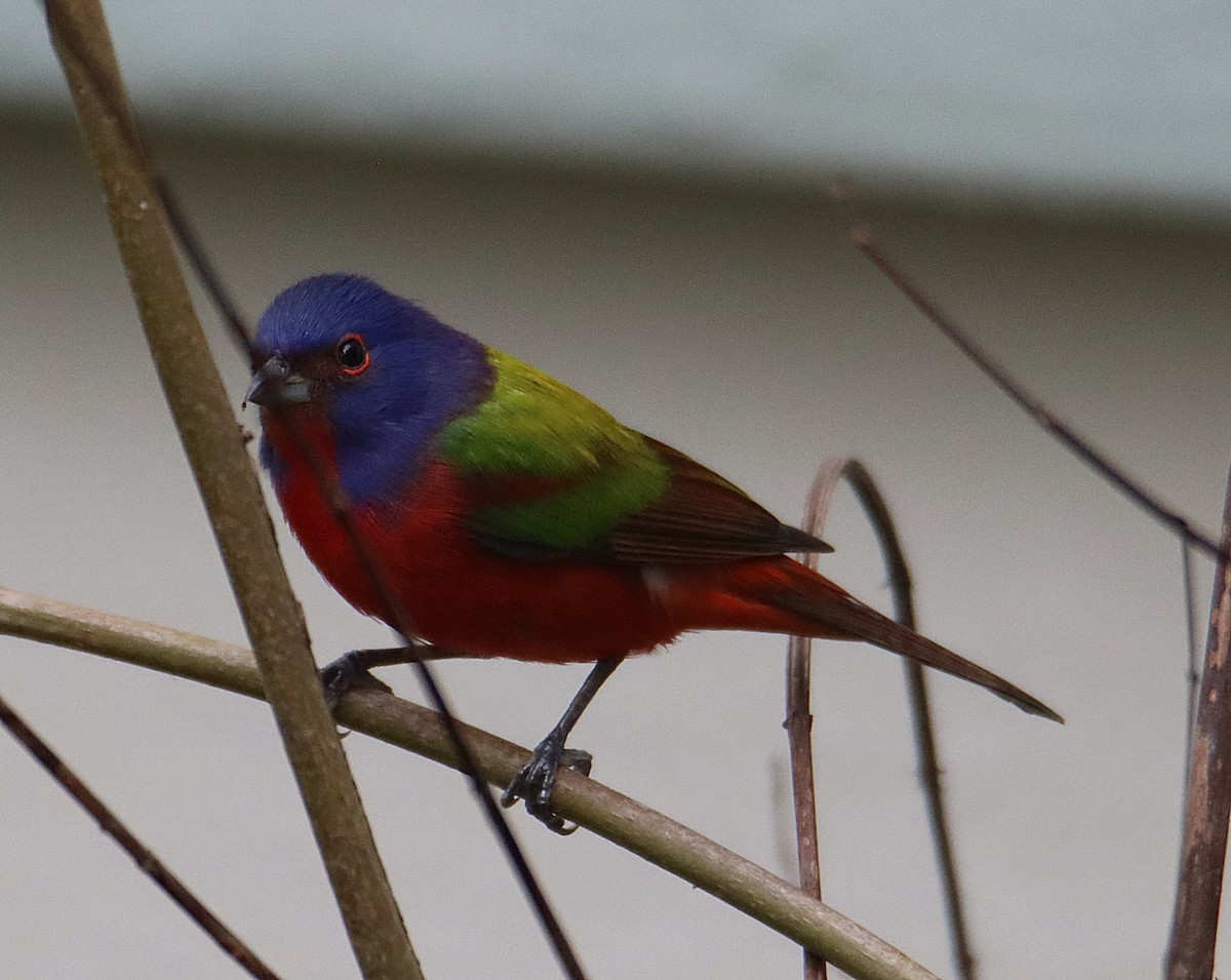Painted Bunting - ML646760818