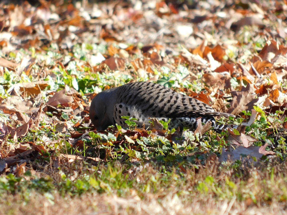 Northern Flicker - ML646760819