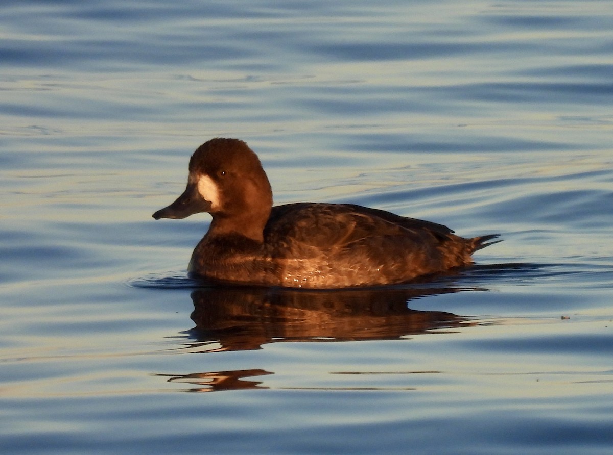 Lesser Scaup - ML646760822