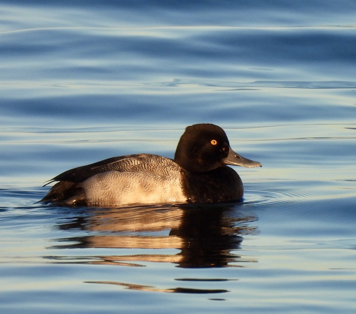 Lesser Scaup - ML646760823