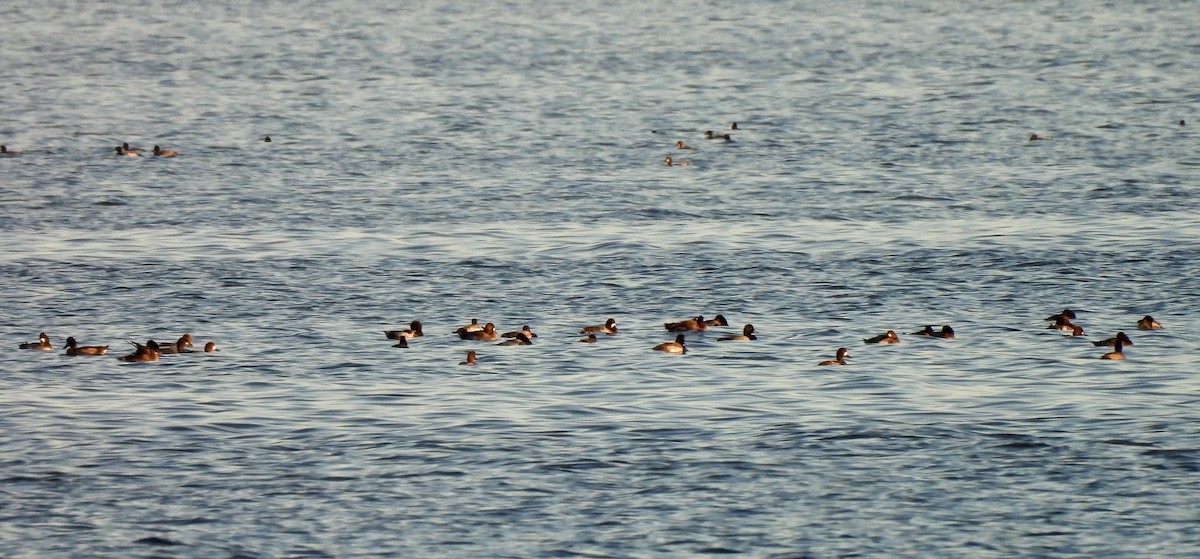 Lesser Scaup - ML646760824
