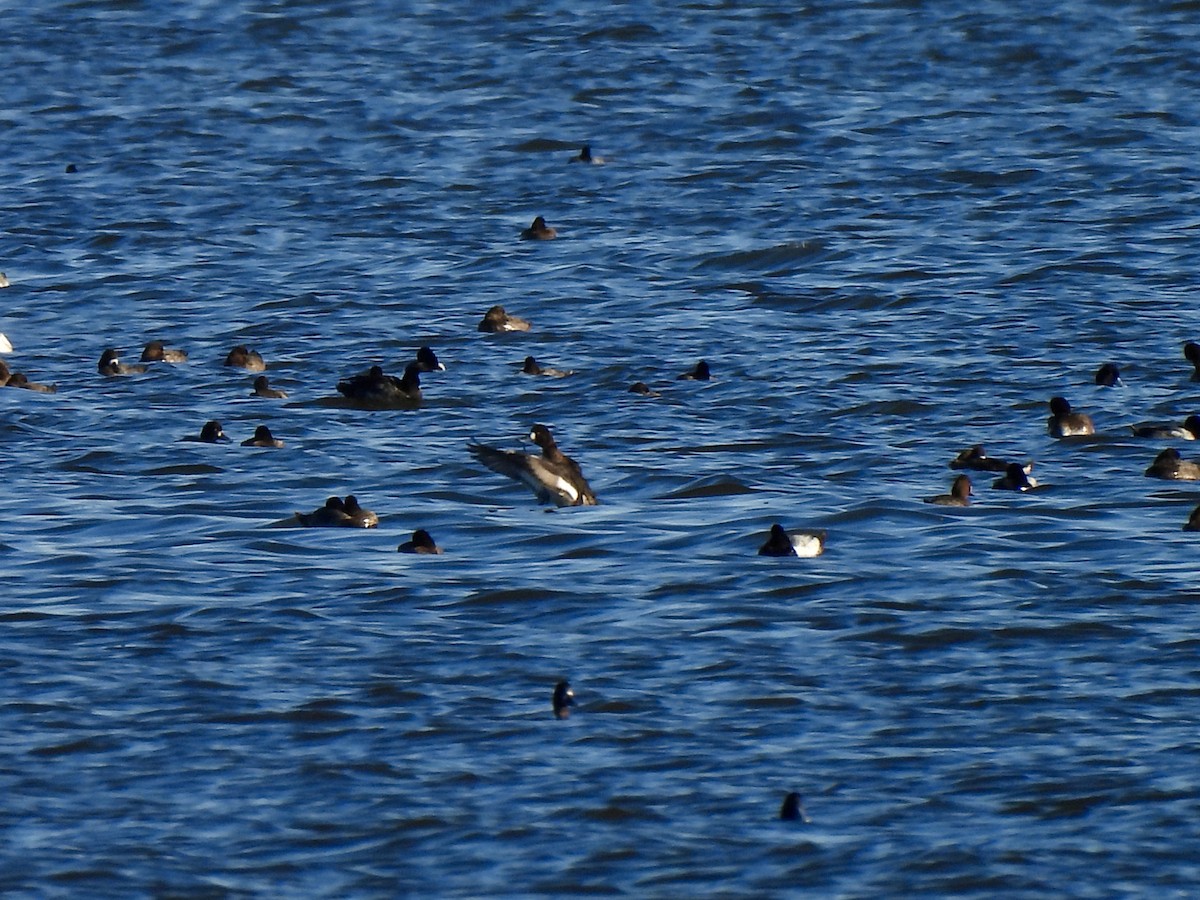 Lesser Scaup - ML646760825