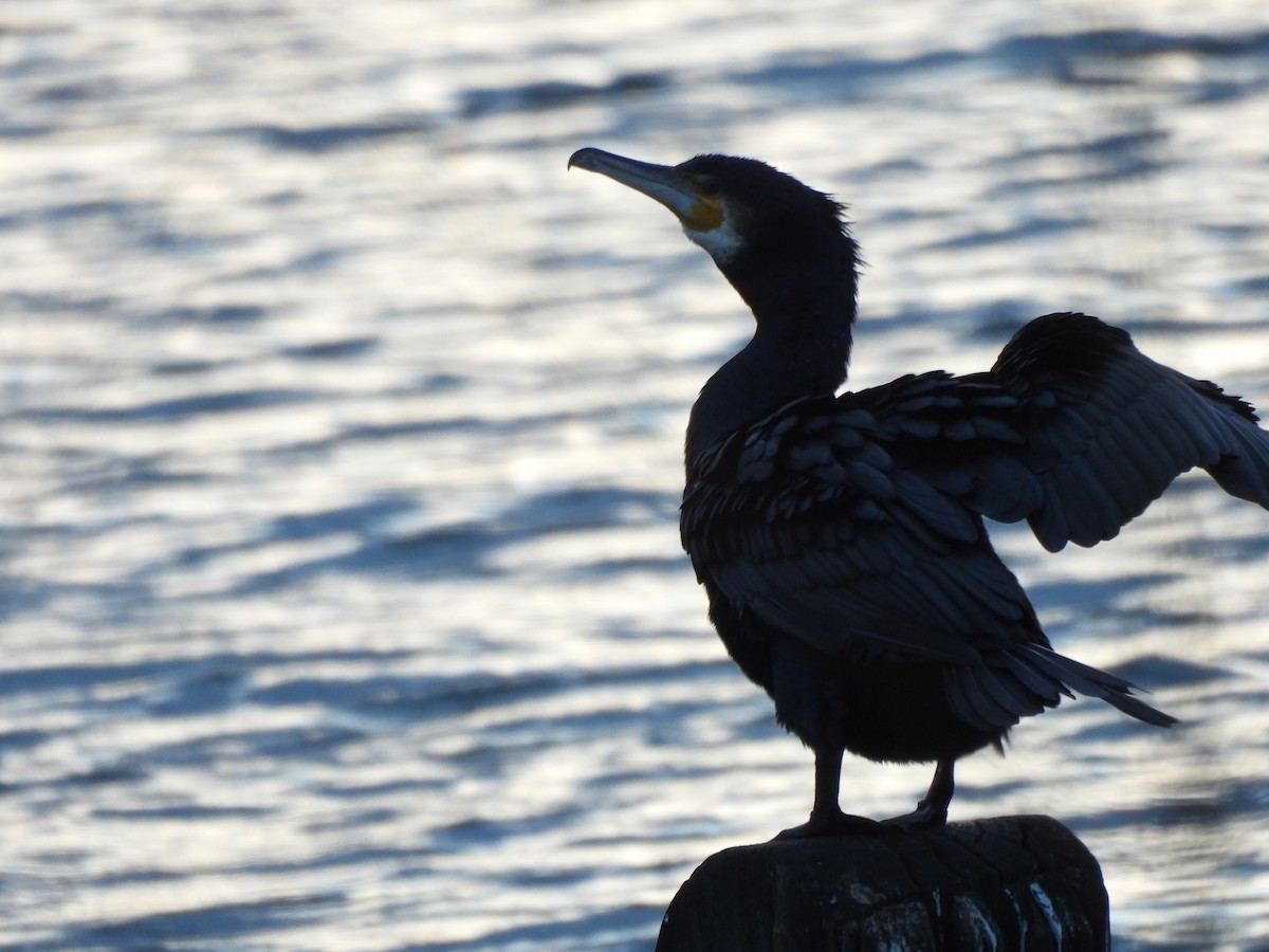 Kormoran - ML646760827