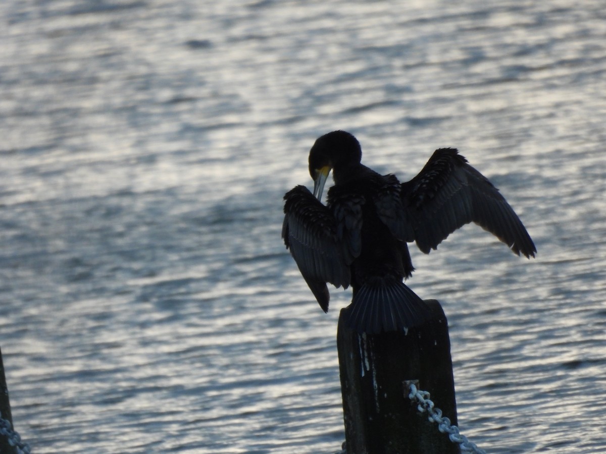Great Cormorant - ML646760828