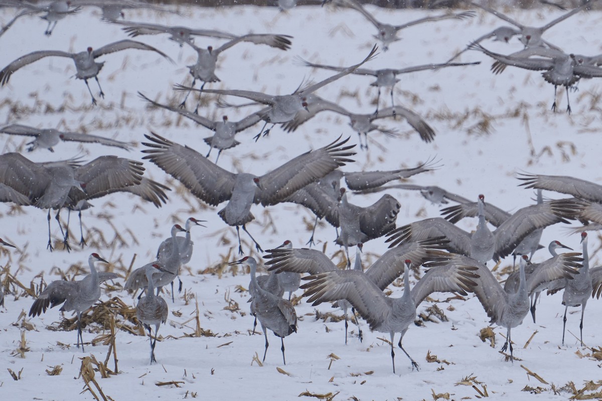 Sandhill Crane - ML646760830
