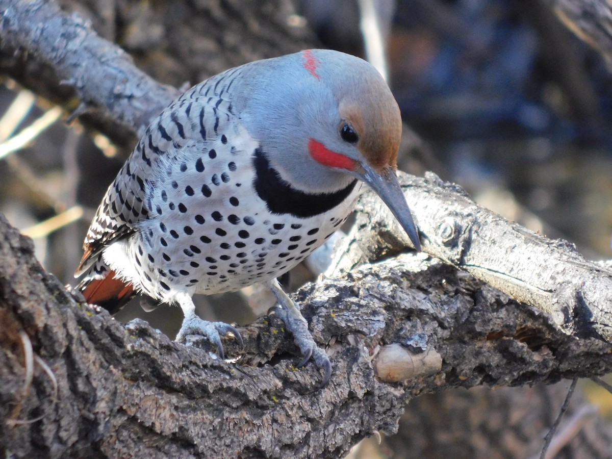 Northern Flicker (Yellow-shafted x Red-shafted) - ML646760831